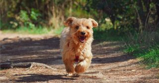 Yorkie